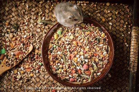 几张图让你知道 仓鼠可以存多少粮食