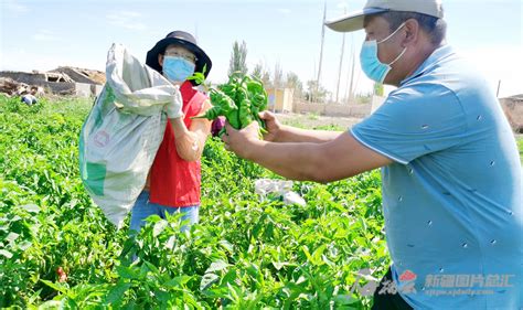 哈密市伊州区：工作队和村干部三天时间帮农民收了4.8吨玉米25吨辣椒 -天山网 - 新疆新闻门户