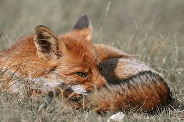关于狐狸的昵称,带狐狸字的游戏昵称,给狐狸起个霸气的名字_大山谷图库