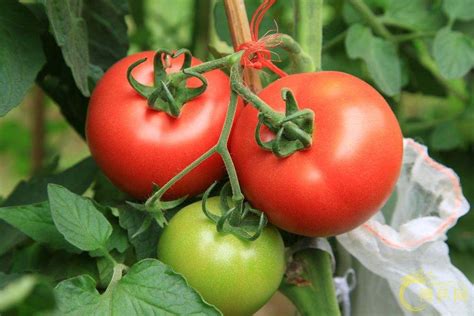 番茄种植时间和收获时间，西红柿在几月种