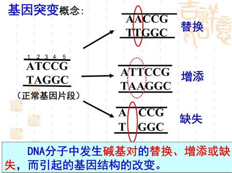 基因突变和基因重组-安庆师范大学生命科学学院