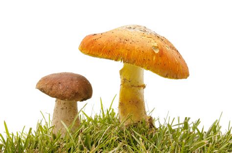 长蘑菇图片大全-长蘑菇高清图片下载-觅知网