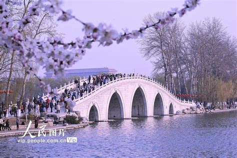 2021北京春季赏花：樱花