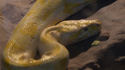 国外美食－巨大的蟒蛇 - 蟒蛇科普