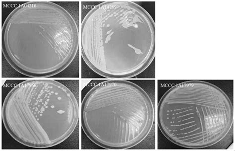 高效降解聚苯乙烯塑料的戈登氏菌属菌株的制作方法