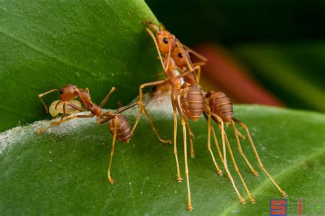 养蚂蚁推荐,新手养什么蚂蚁,最养的15种蚂蚁_大山谷图库