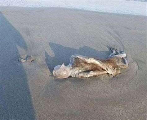 男子在沙滩边发现“外星人”尸体，专家勘察的结果让人难以置信|外星人|专家|生物_新浪新闻