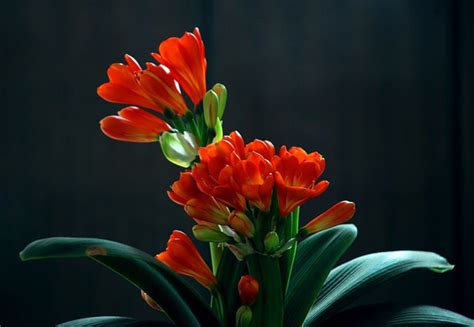 君子兰哪个品种最好看?君子兰名贵的品种介绍-花卉百科-中国花木网