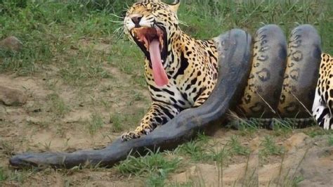 动物世界：老虎大战巨蟒森蚺, 世界上最大的蟒蛇打得过老虎吗？_腾讯视频