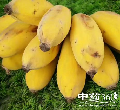 蕉蕉ya图片