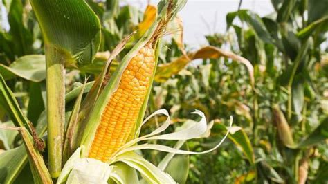 农产品：美国农作物种植最新情况|农产品|播种|出苗_新浪新闻
