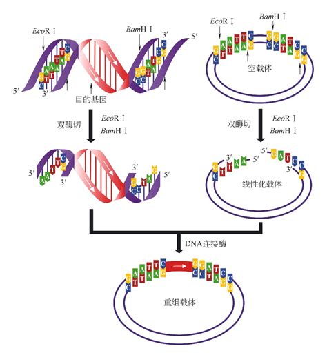高中生物3选修专题1基因工程1.1DNA重组技术的基本工具