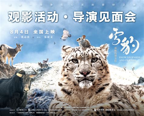 8月4日《雪豹和“她”的朋友们》全国公映 导演见面会将在丽江召开_文旅头条