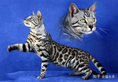 养孟加拉豹猫是什么体验？ - 知乎