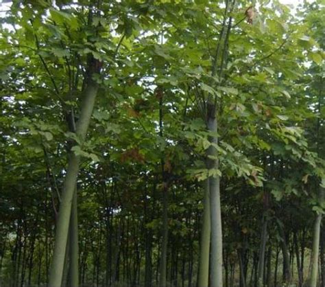 梧桐树籽多少钱一斤-花海建设-长景园林网