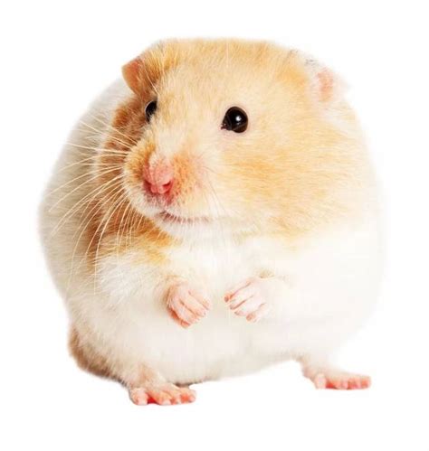 世界上最可爱的鼠类：仓鼠外形漂亮性格温和_巴拉排行榜
