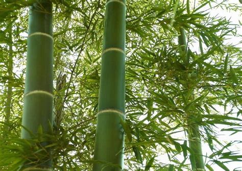 常见的竹子都有哪些种-竹子有哪些种类？各个品种都有什么特点及用途，益处？