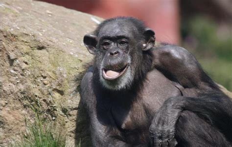美国发现一基因变异“猩猩”，手指已与人类相同，还会持续进化？