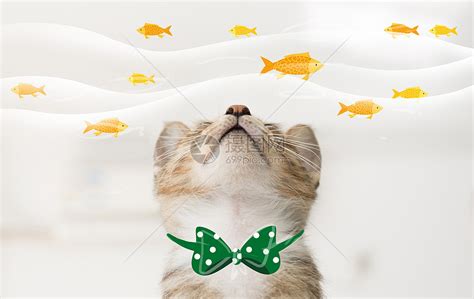 猫鱼动漫头像图片