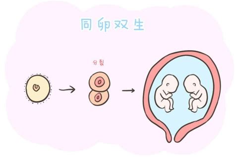 备孕吃什么排卵-备孕吃什么排卵多生双胞胎-孕妈之家