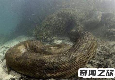 惊！远古时期出现了1.135吨巨蛇 - 社会奇闻 - 去看奇闻