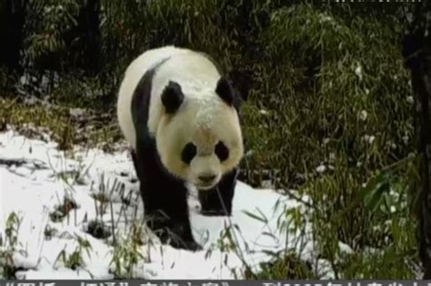 【短视频】陇南：大熊猫等珍稀野生动物频频“出镜”_凤凰网视频_凤凰网
