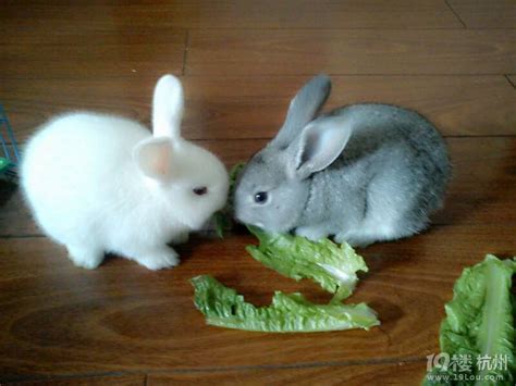 朋友养两只兔子当宠物，没绝育，两个月后寻思着送人