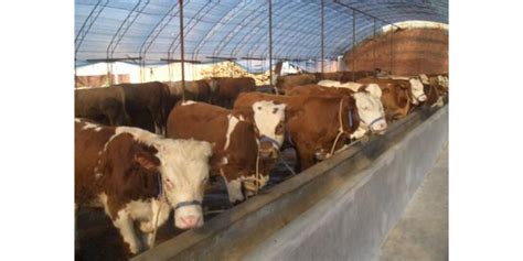 良种引领、种养循环、公司带动，达州肉牛产业如何让农民腰包鼓起来？_四川在线