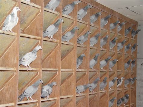 我家的鸽子，前辈多多指点是些什么品种-中国信鸽信息网相册