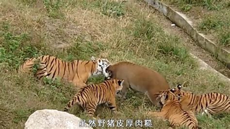 野猪的攻击性有多强？打的四只老虎抱头鼠窜_腾讯视频