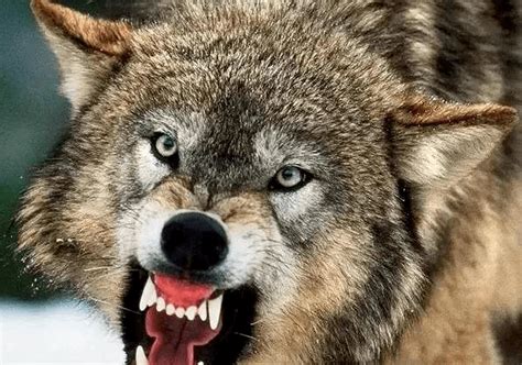 休憩的狼群图片-森林里的狼群素材-高清图片-摄影照片-寻图免费打包下载