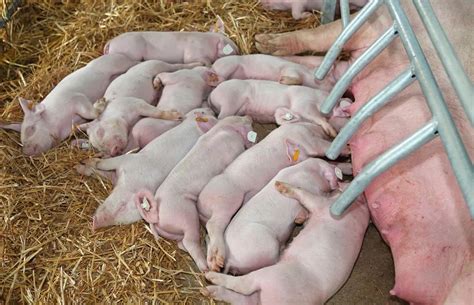 母猪常见问题之母猪产后护理、产后消炎的误区，如何用药效果更好 - 知乎