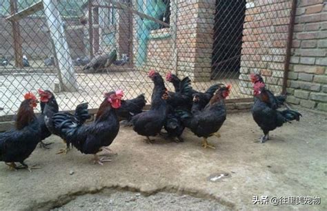 哪里卖梵天鸡 一只成年婆罗门鸡有多重 出售观赏 婆罗门鸡鸡苗-阿里巴巴