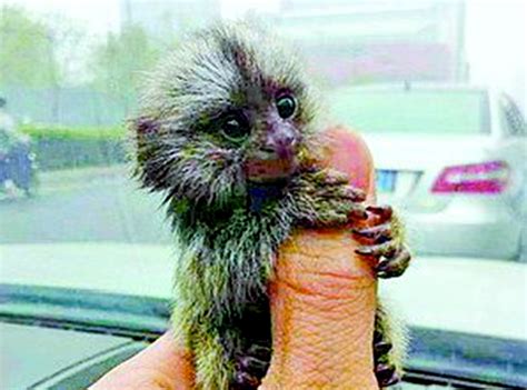 世界上最小的猴子降生，两只小指猴（没有人一根拇指长）-小狼观天下