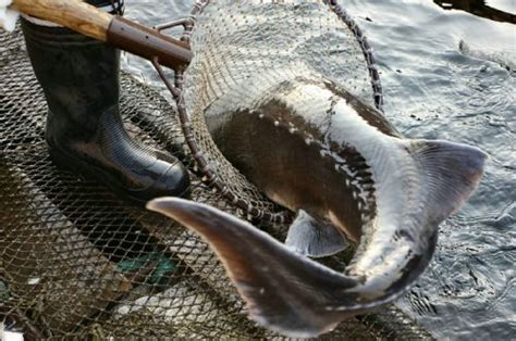 抚远渔民误捕88斤鲟鳇鱼鱼妈身长2.1米携20斤鱼子_手机新浪网