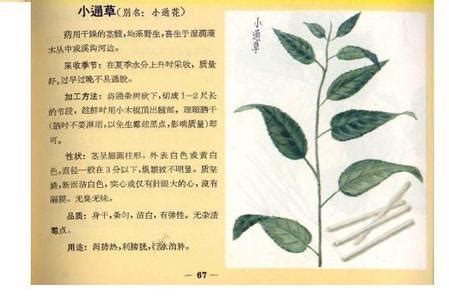 小通草图片