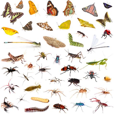 昆虫有哪些 昆虫有哪些品种 - 天奇生活