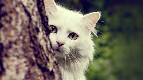 蓝绿眼睛的白猫在墙上放松高清图片下载-正版图片503277394-摄图网