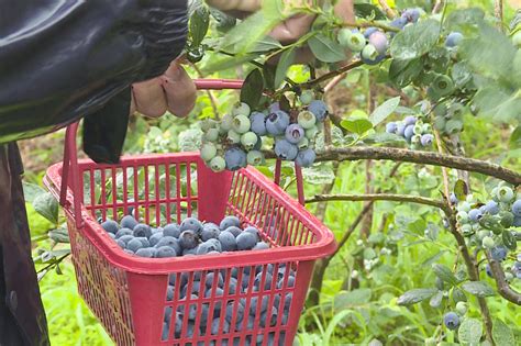这个华农团队研发的蓝莓，也太大~大~~大~~~了吧！_澎湃号·政务_澎湃新闻-The Paper
