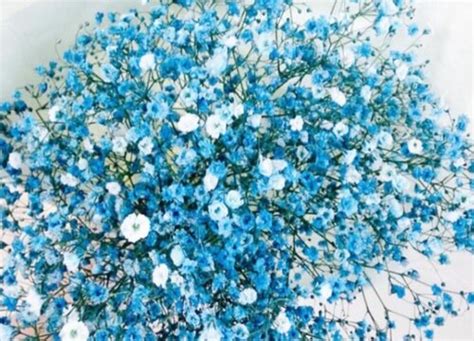 蓝色满天星的花语是什么？-六朵花