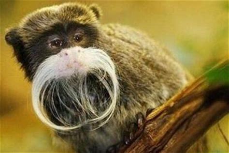 “秀恩爱”的猴子找到了！还是我国特有的珍稀动物|猴子|广西_新浪新闻