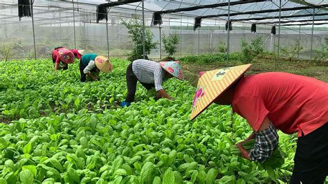 湖北之声报道：高山上的蔬菜致富经--湖北省农业农村厅