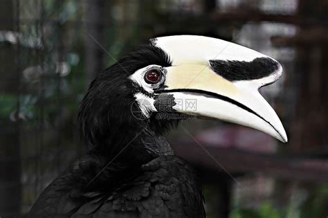 南美洲的奇怪鸟类，翅膀上长着一对，可自由活动的“奇特”爪子！_腾讯视频