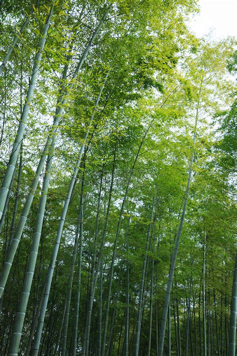 茂密的树林和草丛之间的小路图片免费下载_红动中国