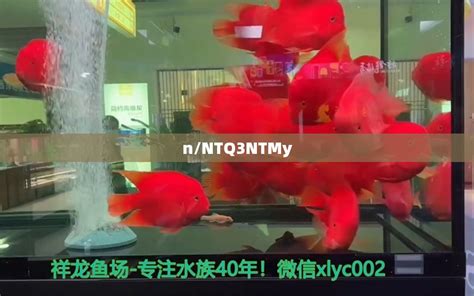 昌乐鱼缸经销商电话多少(昌乐哪里有卖鱼缸的) - 二氧化碳设备 - 广州观赏鱼批发市场