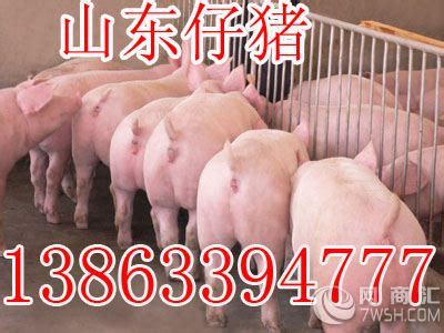 肉猪,种猪,生猪,长白山猪,太湖仔猪-江苏科技猪场
