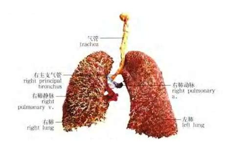 肺结核x光片图解,正常肺与肺结核图片,肺结核t片图片_大山谷图库