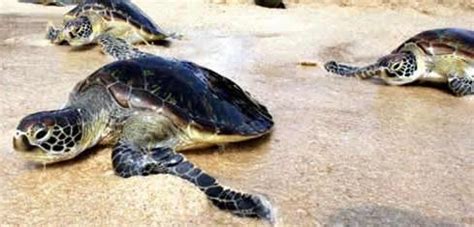 婴儿海龟野生动物脊椎动物调查眼睛水龟爬虫生活甲壳宠物爬行动物高清图片下载-正版图片320502975-摄图网