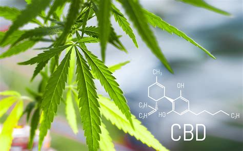 All You Need To Know About Cbd Oil And Its Working