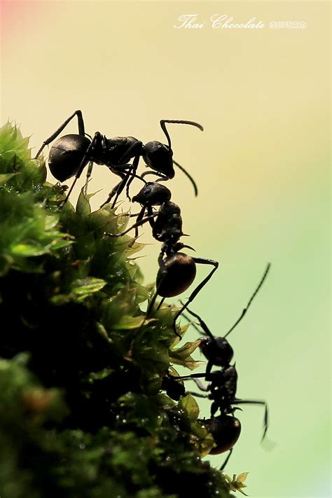 蚂蚁摄影图__图片素材_其他_摄影图库_昵图网nipic.com